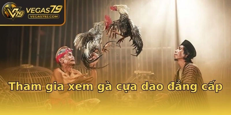 Tham gia xem gà cựa dao đẳng cấp